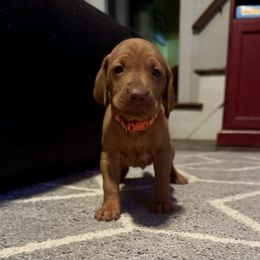 Boy 1 - Golden rust male Vizsla puppy in Windsor, Maine from Pleasant Ridge