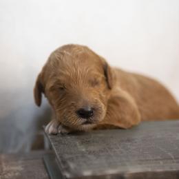 Teal - Red  female Goldendoodle puppy in Seffner, Florida from Gold Diamond Pup