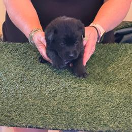 Boy 1 - Black male Labrador Retriever puppy in Whigham, Georgia from Diamond C Labradors