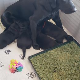 Labrador Retriever Puppies from Condition 1 Retrievers