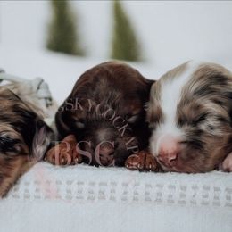 Grey collar - Merle male Cockapoo puppy in Missoula, Montana from Big Sky Cockapoos