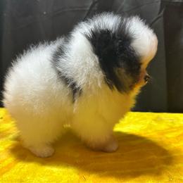 Tyson - Tri-colored male Pomeranian puppy in Waterloo, Indiana from Garcias Pomeranian