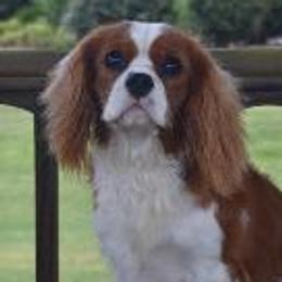 Banjo - Cavalier King Charles Spaniel