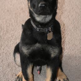 German Shepherd Puppies from Shepherds of Anarchy
