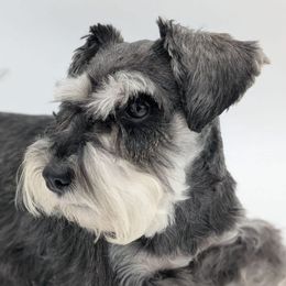 Xena - Miniature Schnauzer