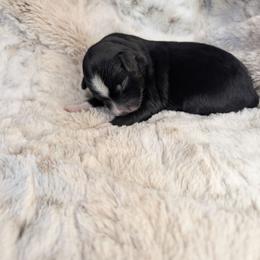 Malificent - Black tri female Miniature Australian Shepherd puppy in Bend, Oregon from Wonderland Aussies