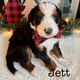 Jett - Tri-color male Bernedoodle puppy in Perrysville, Ohio from Pleasant Valley Bernedoodles