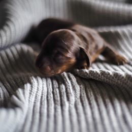 Dachshund Puppies from Lil Weens