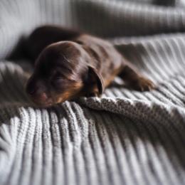 Dachshund Puppies from Lil Weens
