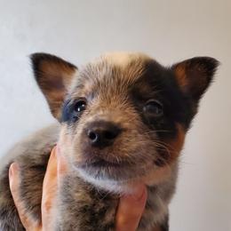 Three quarter mask - Blue speckled female Australian Cattle Dog puppy in Lenoir, North Carolina from Blue Coyote Ranch