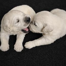 Bamboo Boy 3 - Light golden male Golden Retriever puppy in Fort Morgan, Colorado from Golden Girls Kennels, LLC