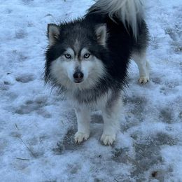 Lobo - Pomsky