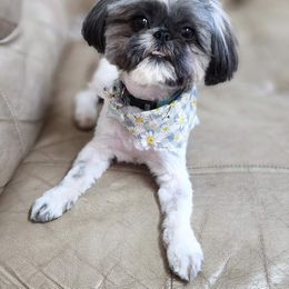Shih Tzu All Grown Up from FurryTails Shih-tzu