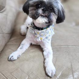 Shih Tzu All Grown Up from FurryTails Shih-tzu