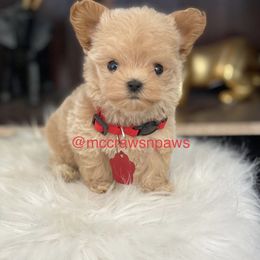 Cavapoo, Maltipoo, and Poodle Puppies from McCraws N Paws