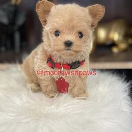 Cavapoo, Maltipoo, and Poodle Puppies from McCraws N Paws