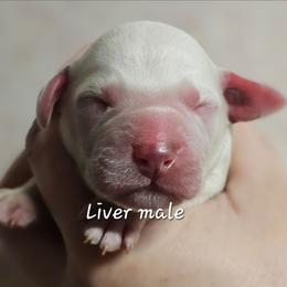 White - White and liver brown male Dalmatian puppy in Conrath, Wisconsin from JSF Dalmatians LLC