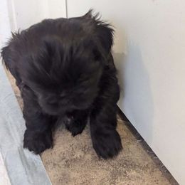 Cash - Shih Tzu