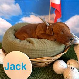 Jack Nicklaus - Red  male Goldendoodle puppy in Chelan, Washington from North Cascades Doodles