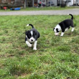 Border Collie Puppies from Apex Border Collies