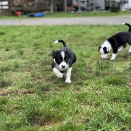 Border Collie Puppies from Apex Border Collies