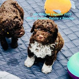 Chunky - Brown male Lagotto Romagnolo puppy in Southbury, Connecticut from dei Allegre Lagotto Romagnolo