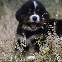Pink Collar Girl - Black tan and white female Bernese Mountain Dog puppy in Loveland, Colorado from Grateful Bernese & Gage's Goldens