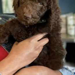 Labradoodles from Four Paws Down