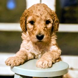 Aquamarine - Apricot female Goldendoodle puppy in Freedom, New York from Samantha's Goldendoodles