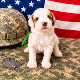 Hudson (green) - Parti male Goldendoodle puppy in Apopka, Florida from The Classic Doodle