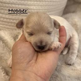Hopper - Cream male Maltipoo puppy in Traverse City, Michigan from Riyem Wildflower Farms