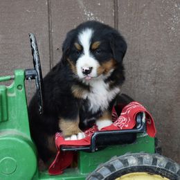 Bernese Mountain Dog Puppies from Brookwood Bernese Mountain Dogs