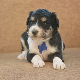 Dark Blue Collar - Tri-color male Bernedoodle puppy in Scottsboro, Alabama from Dixie Land Doodles