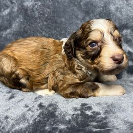 Boy 1 - Red male Aussiedoodle puppy in Alabama from SBA Aussies