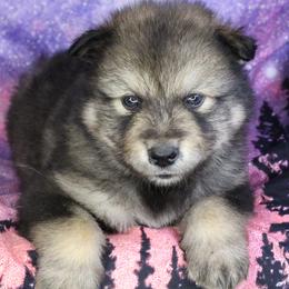 Walter - Red - Agouti and white male Alaskan Malamute puppy in Independence, Virginia from New River Valley Malamutes