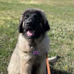 Leonberger Puppies from Flatirons Leonbergers