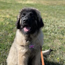 Leonberger Puppies from Flatirons Leonbergers