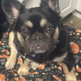 French Bulldog puppies from Fishie's Frenchies