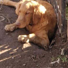 Goldendoodles from Westmorelandislandpups