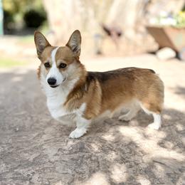 Truffles - Sable female Pembroke Welsh Corgi puppy in Saint Ignatius, Montana from Rustic Barn Kennels