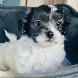 Male 1 - Black and white male Shichon puppy in Grand Rapids, Michigan from Great Lakes Teddy Bear Dogs