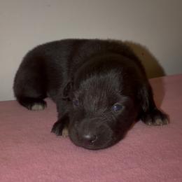 Peep - Black male Australian Shepherd puppy in Windsor, New York from Double B Aussies