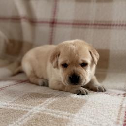 Purple - Yellow female Labrador Retriever puppy in Tekonsha, Michigan from Asher Acres Labs