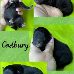 CADBURY - Black female Pomeranian puppy in Willis, Texas from Treasured Jewels Pomeranians