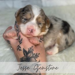 Jesse Gemstone - Blue merle and white male American Corgi puppy in Greenwood, Indiana from Witch Creek Corgis