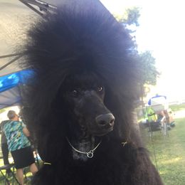 Max - Poodle