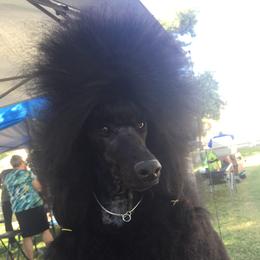 Max - Poodle