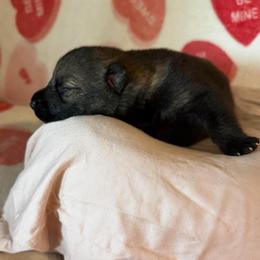 No Collar Sable Boy - Black male German Shepherd puppy in Kissimmee, Florida from Pray Love Shepherd Kennels