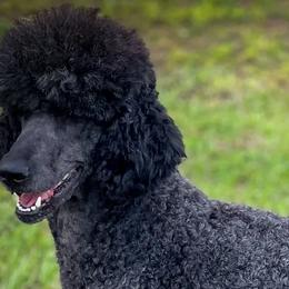 Nana - Poodle