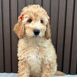 Cleo - Apricot female Goldendoodle puppy in Miami, Florida from Fabulous Puppies by Julie